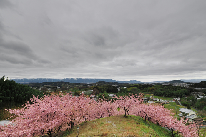 お写ん歩: OM SYSTEM M.ZUIKO DIGITAL ED 8-25mm F4.0 PRO アーカイブ